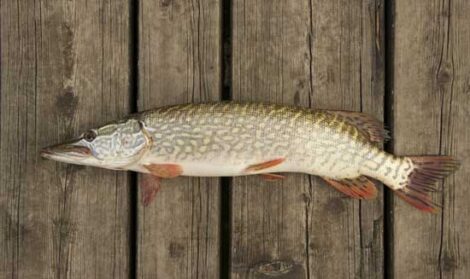 Cilantro and Jalapeño-Cured Pike Recipe